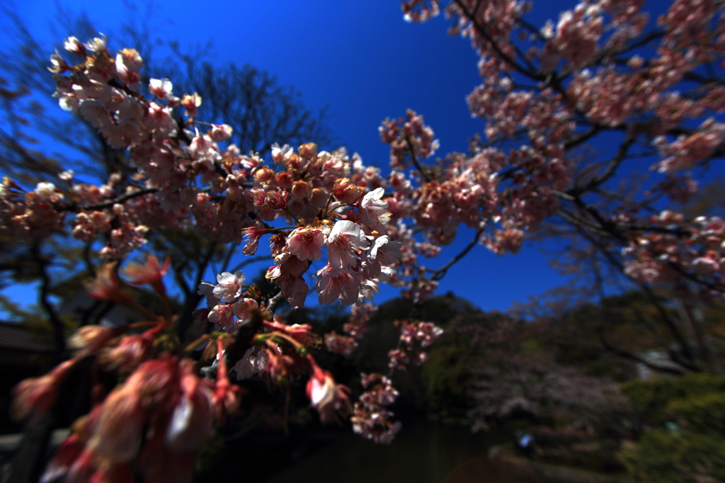 濃い青と桜のピンク