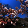 濃い青と桜のピンク
