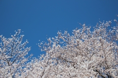 青空と桜