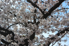 雀の隠れ家