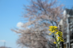 桜ばかりではない