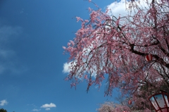 枝垂れ桜
