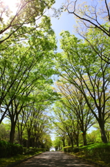 森林浴