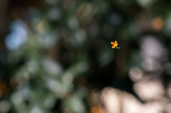 蜘蛛の糸