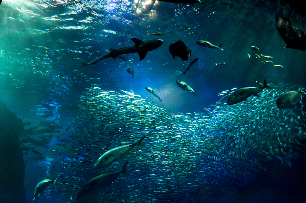 光と魚のコンチェルト