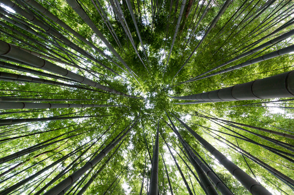 竹藪