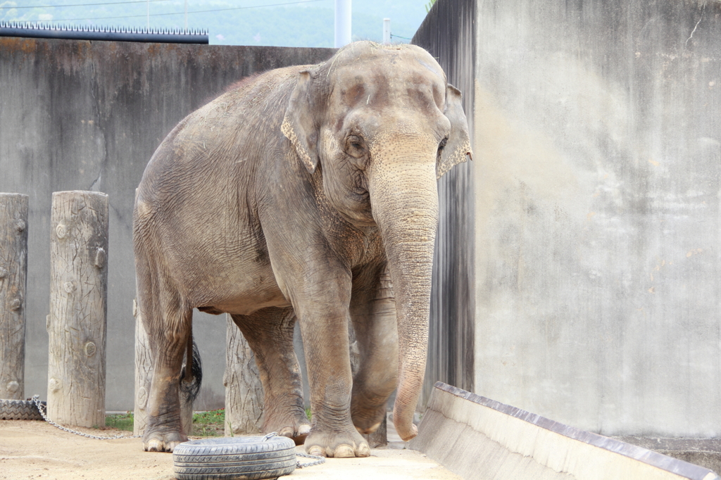 京都動物園