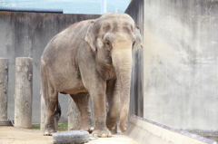 京都動物園