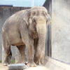 京都動物園