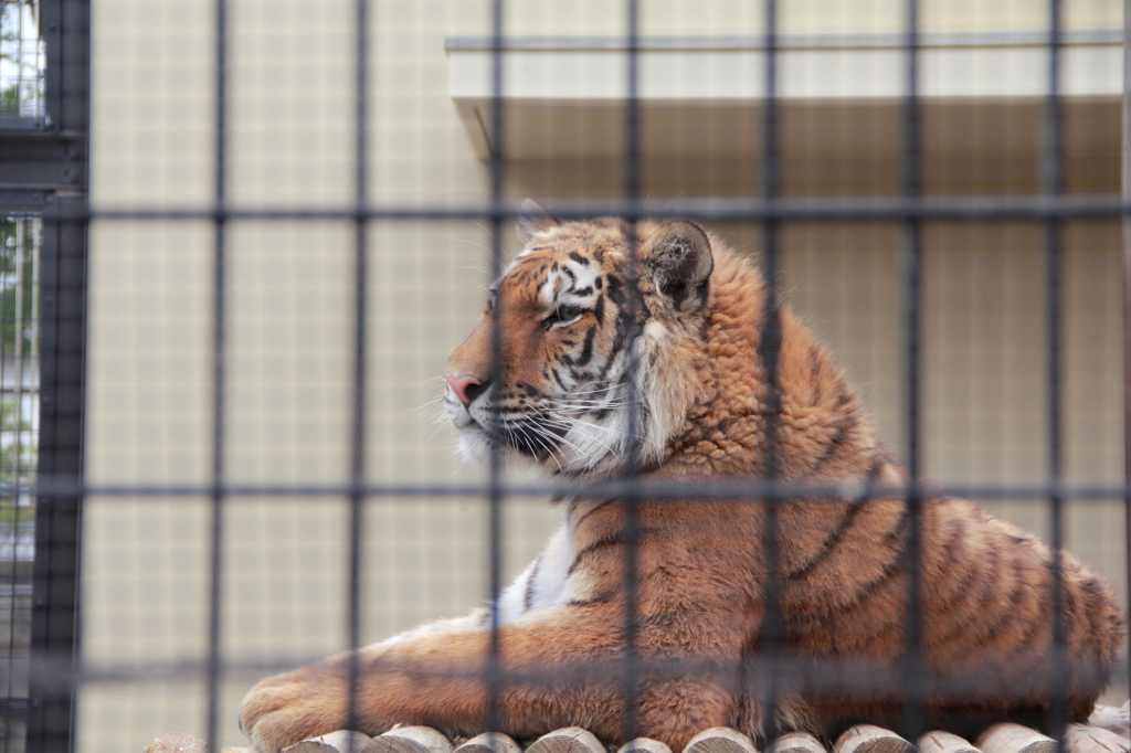 京都動物園