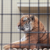 京都動物園