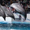 京都水族館