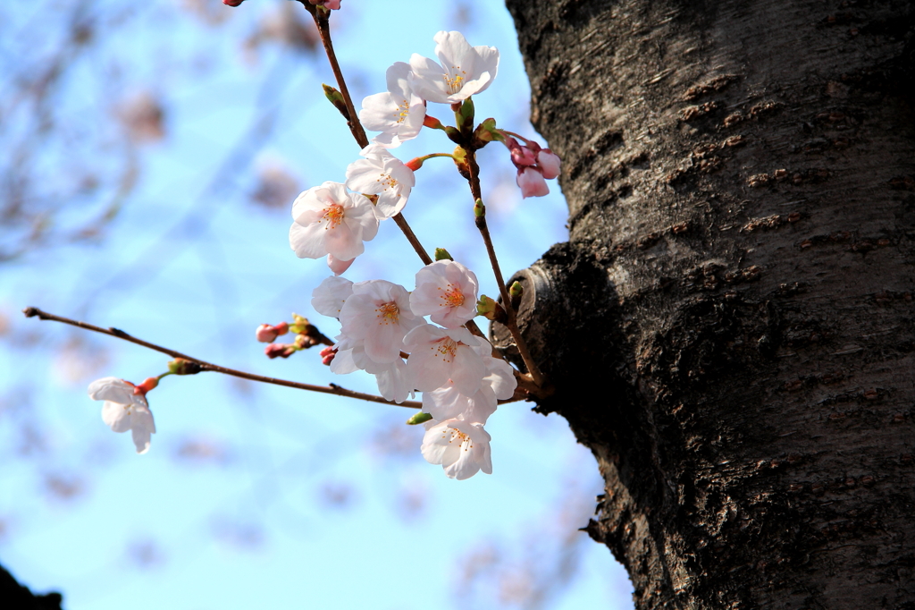 桜