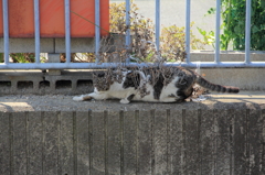 春の散歩