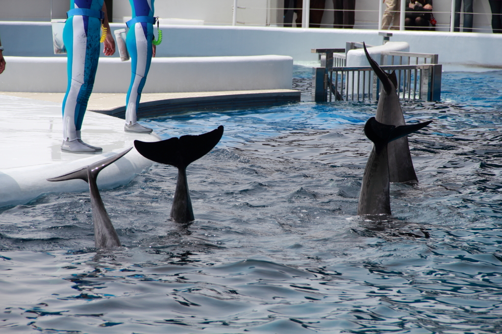 京都水族館