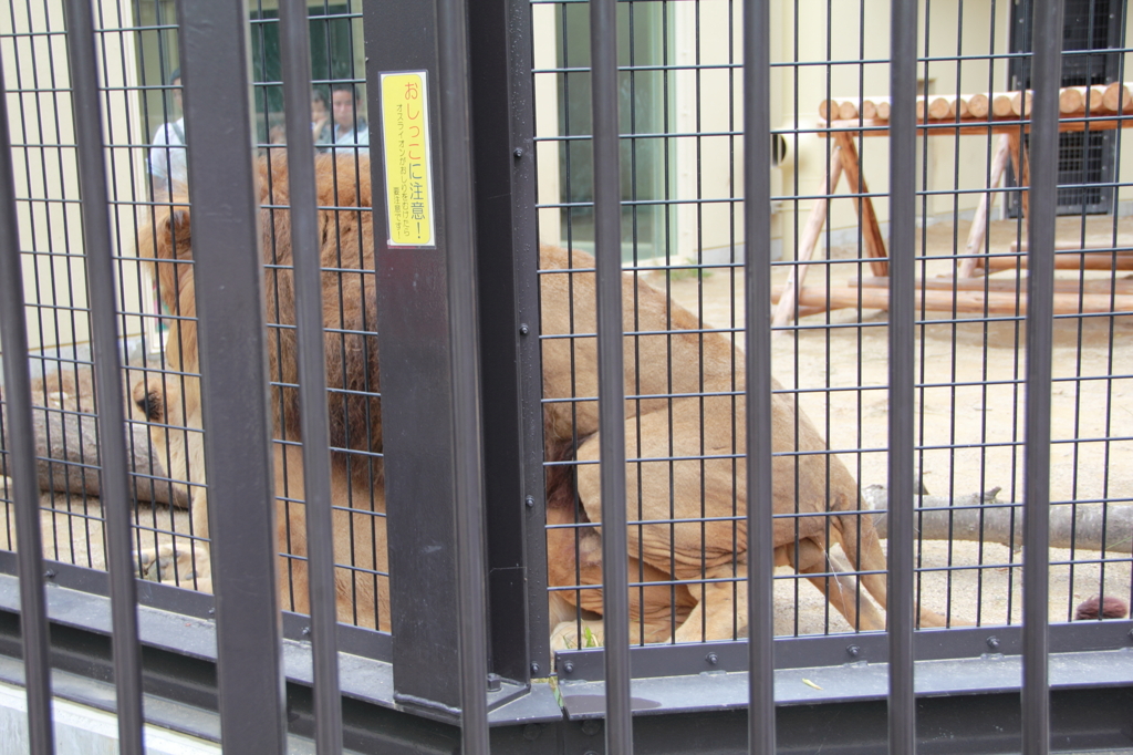 京都動物園