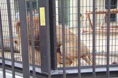 京都動物園