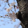 春の散歩