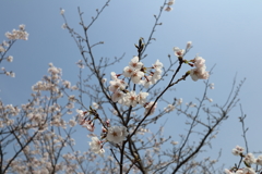 さくら