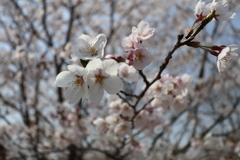 さくら