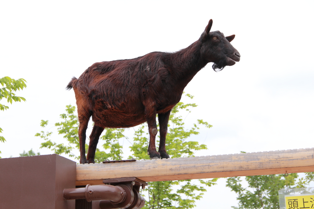 京都動物園