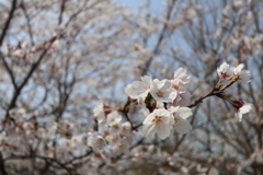 さくら