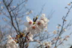 さくら