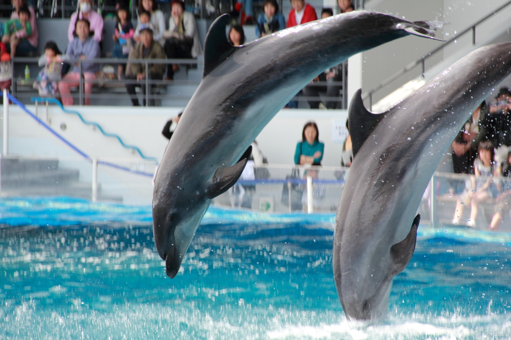 京都水族館