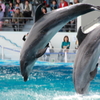 京都水族館