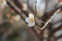 梅