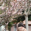 娘と梅