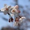 春の散歩