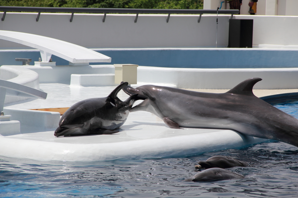 京都水族館