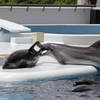 京都水族館