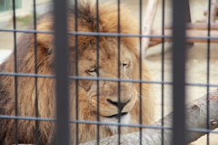 京都動物園