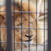 京都動物園