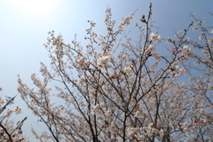 さくら