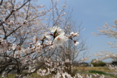 さくら