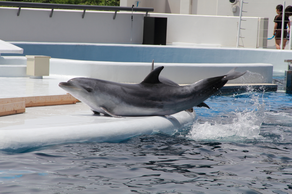 京都水族館