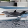 京都水族館