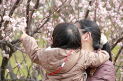親子と梅