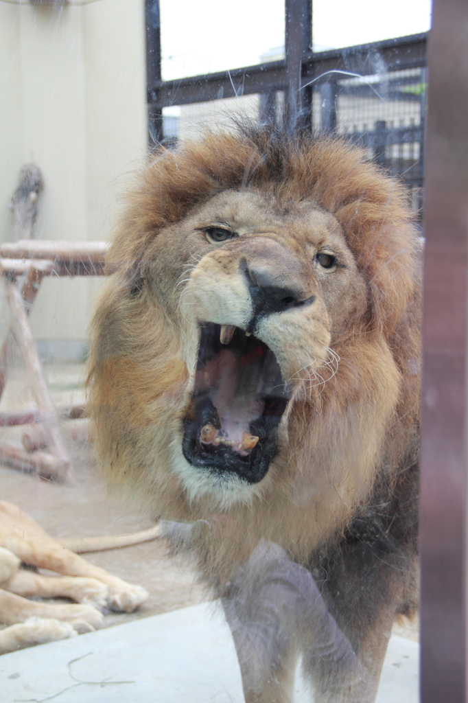 京都動物園