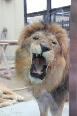 京都動物園