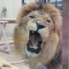 京都動物園