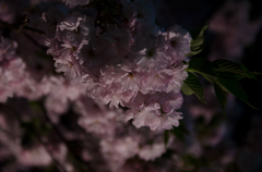 夜桜