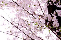 桜