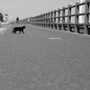 黒猫が歩く