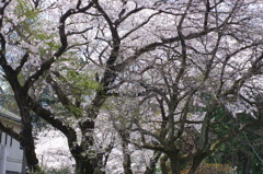 栃木縣平和佛舎利塔前の桜
