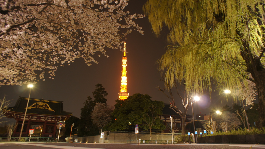 柳と桜と東京タワー