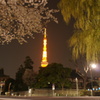 柳と桜と東京タワー